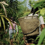 La Amazonia (re)imaginada